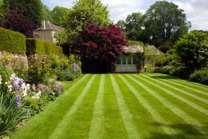 Lawn mowed with stripes with house in background