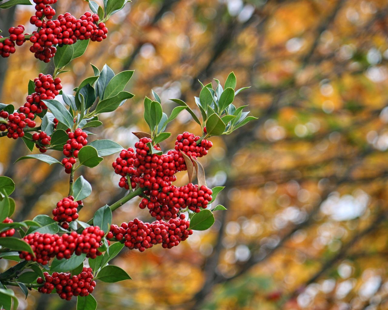 Best trees with berries: 10 trees to feed the wildlife | Gardeningetc