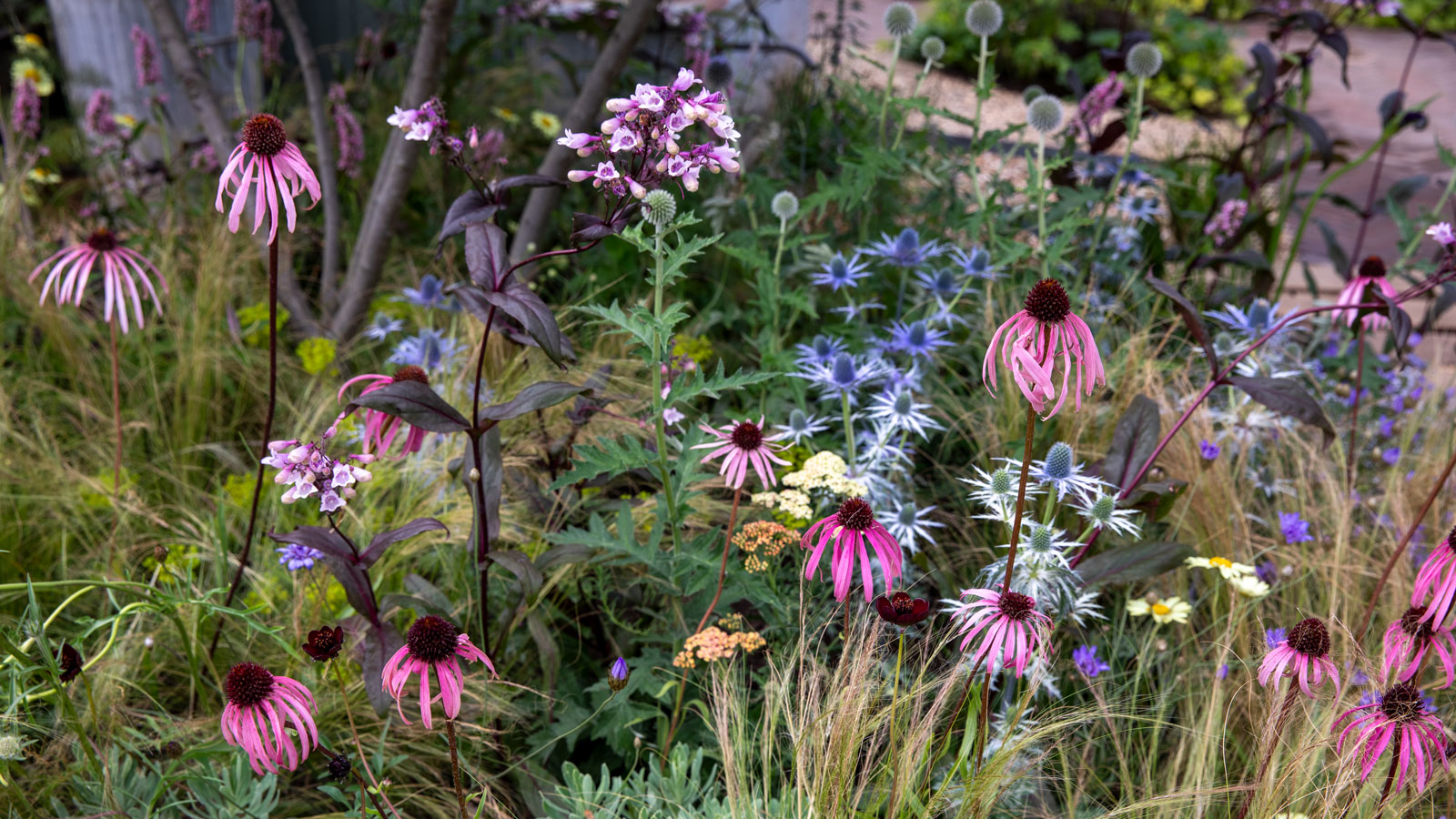 flowerbed design in shades of pink and blue with coneflower, eryngium, achillea and ornamental grasses