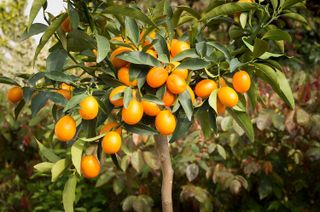 kumquat trees