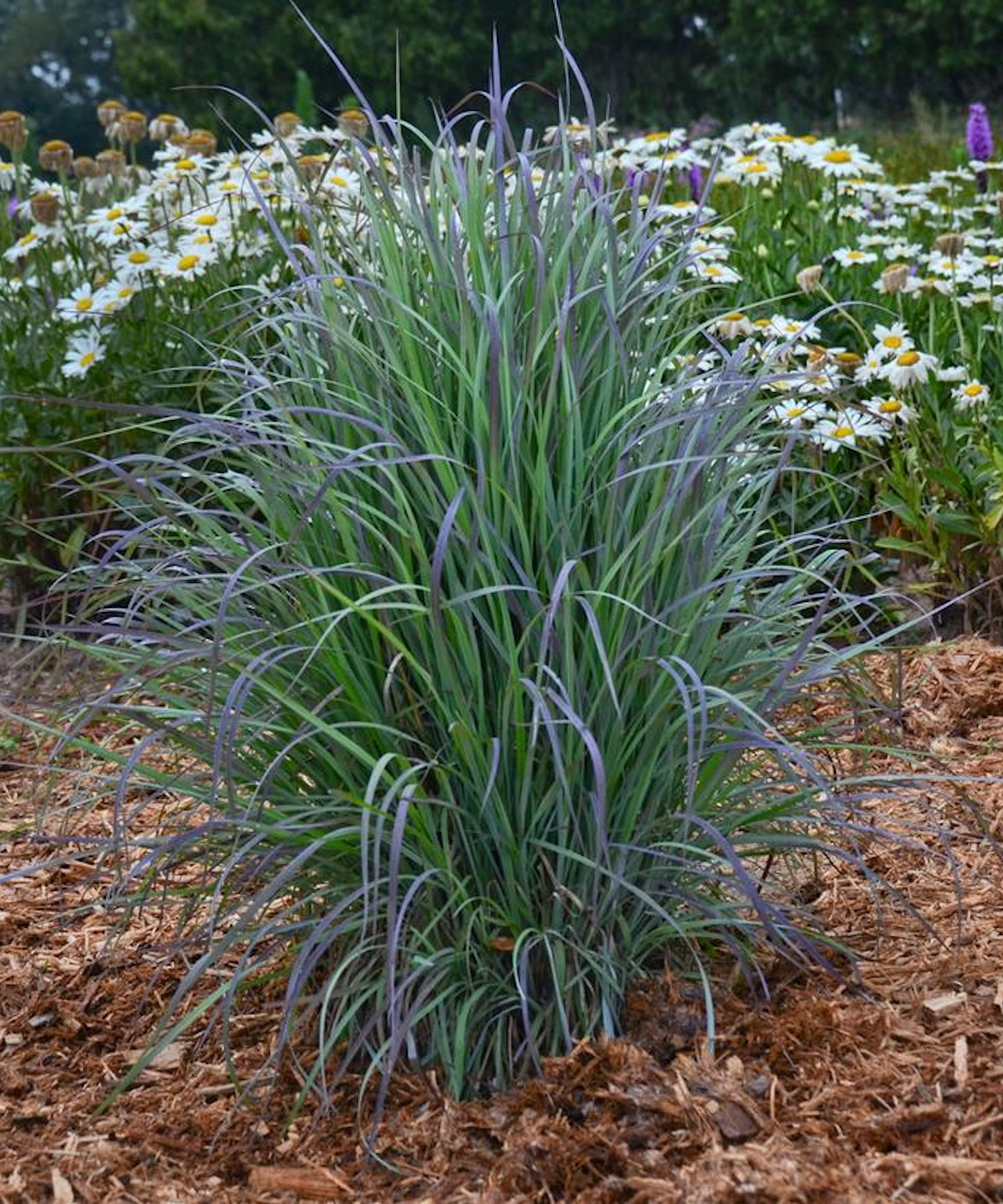 Twilight Zone little bluestem ornamental grass