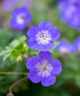 purple flowers of geranium Rozanne