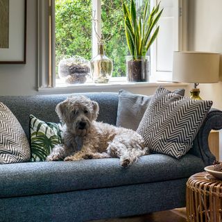 living room with white wall grey sofa and dog