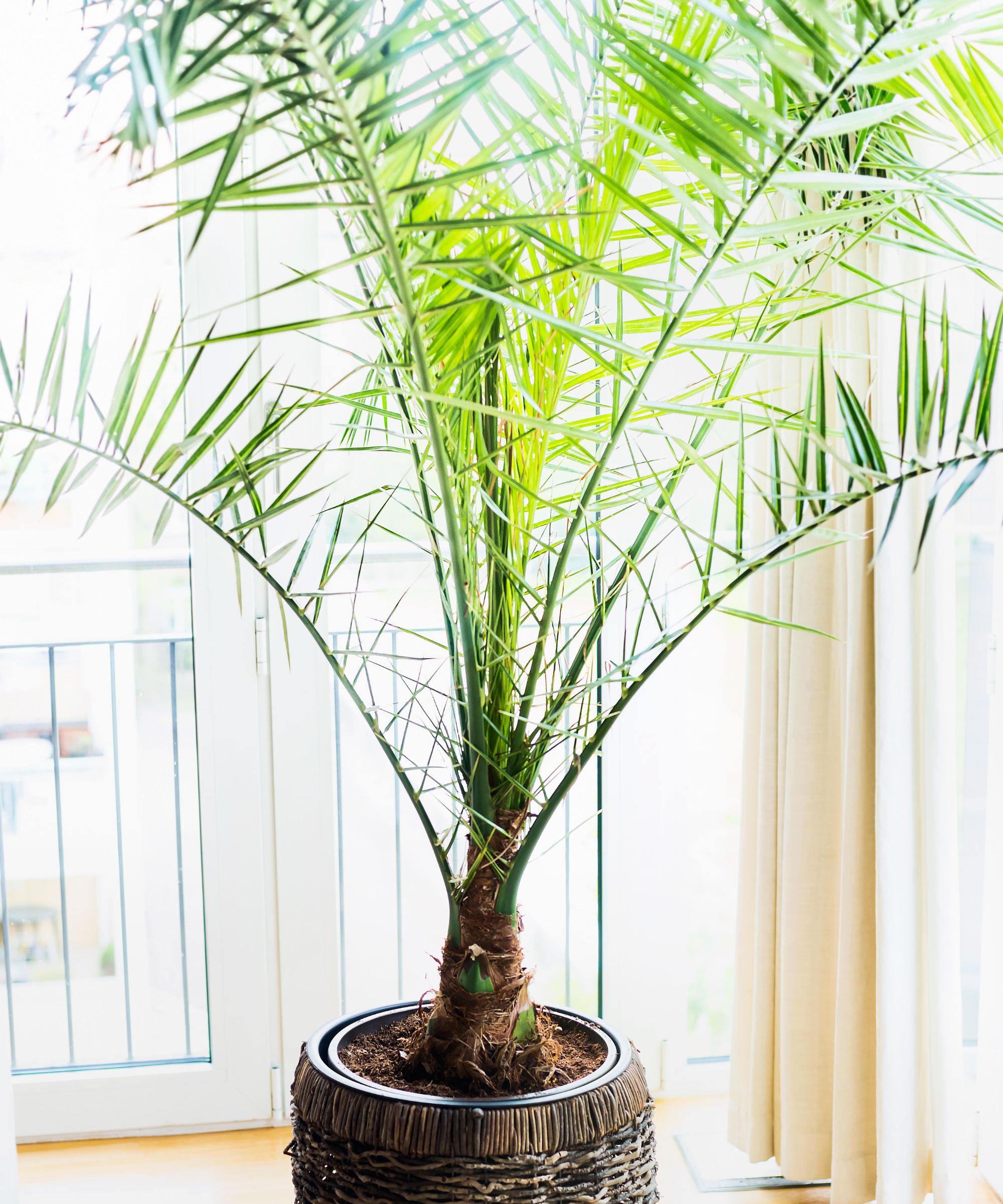 Majesty palm