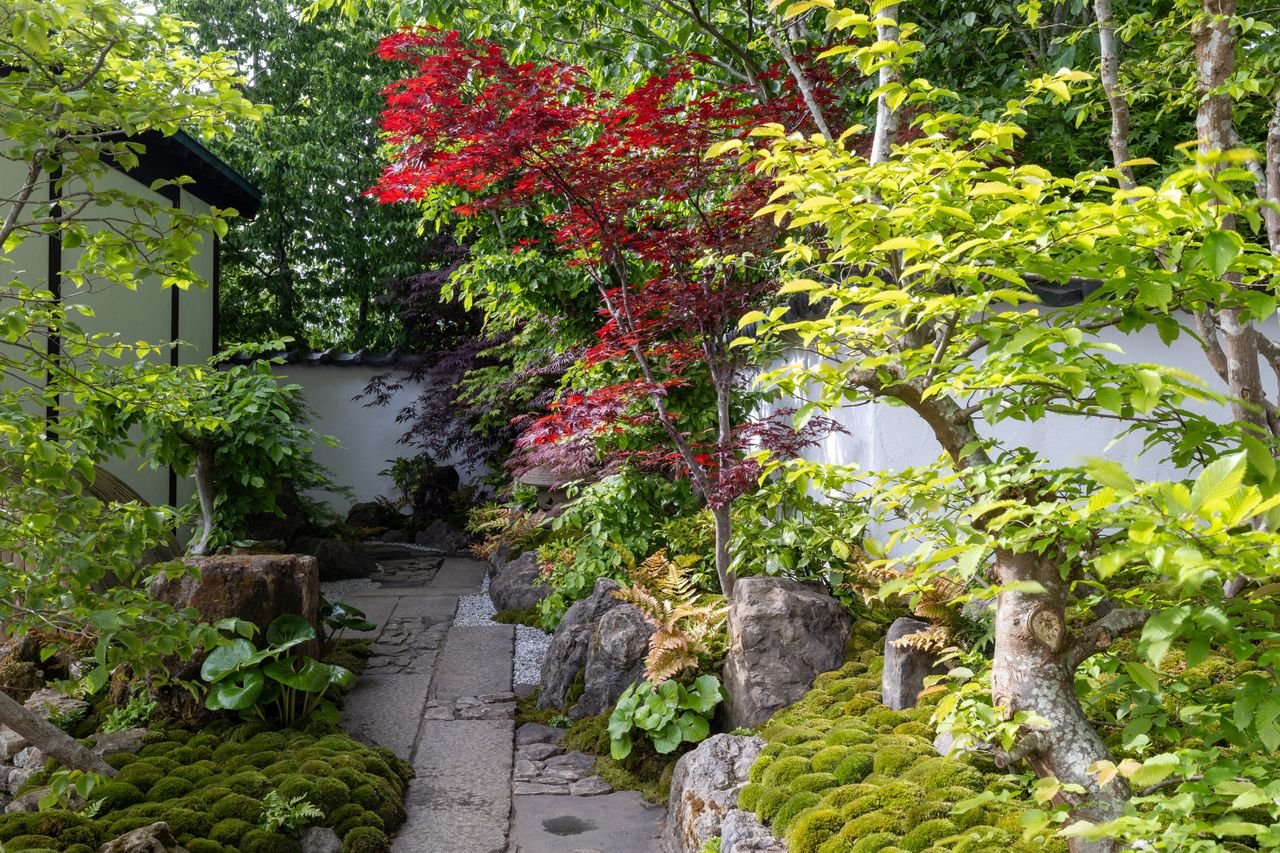 Details of the Tokonoma Garden &ndash; Sanumaya no Niwa, a nostalgic garden scene in a japanese style. IE lots of moss and bonsai and stones