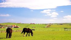 grazing-alamy-A7B0RC.jpg