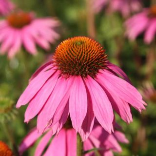 Pink coneflower with orange stamens in the middle with foliage in the background