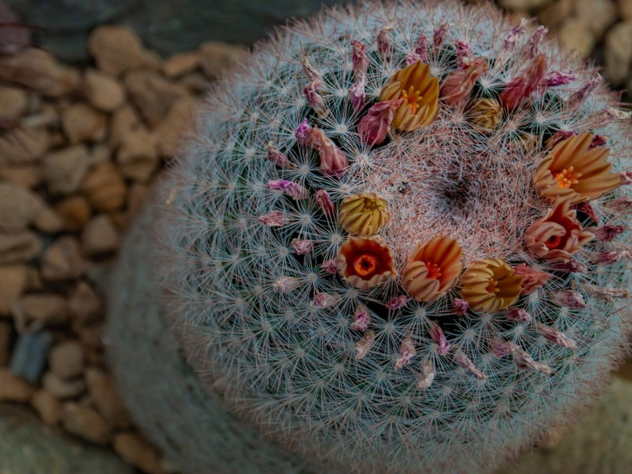 Flowering Mammillaria Snowball Cactus