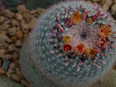 Flowering Mammillaria Snowball Cactus