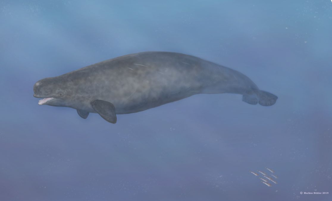 narwhal beluga hybrid