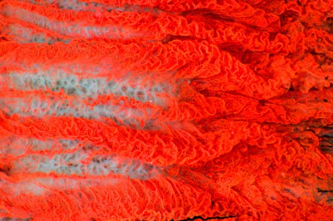 This image shows capillaries, or small blood vessels, which act as the connective network between arteries and veins. They are often found as large networks supplying organs with oxygen and other nutrients, and removing carbon dioxide. This image received