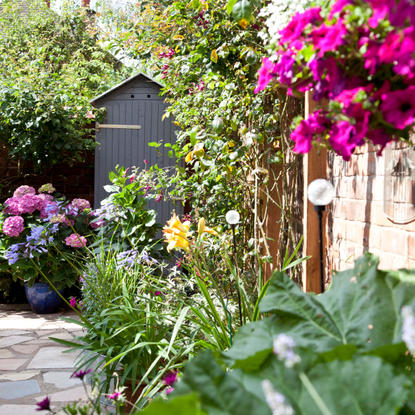 Summer garden with trailing flowering plants against brick wall, hydrangea plant and grey shed