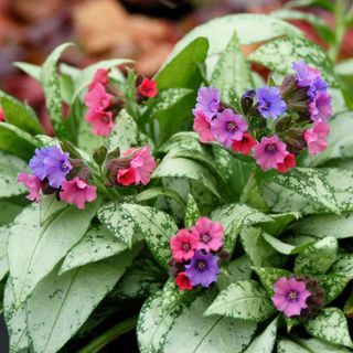 Pulmonaria 'Silver Bouquet' -Lungwort