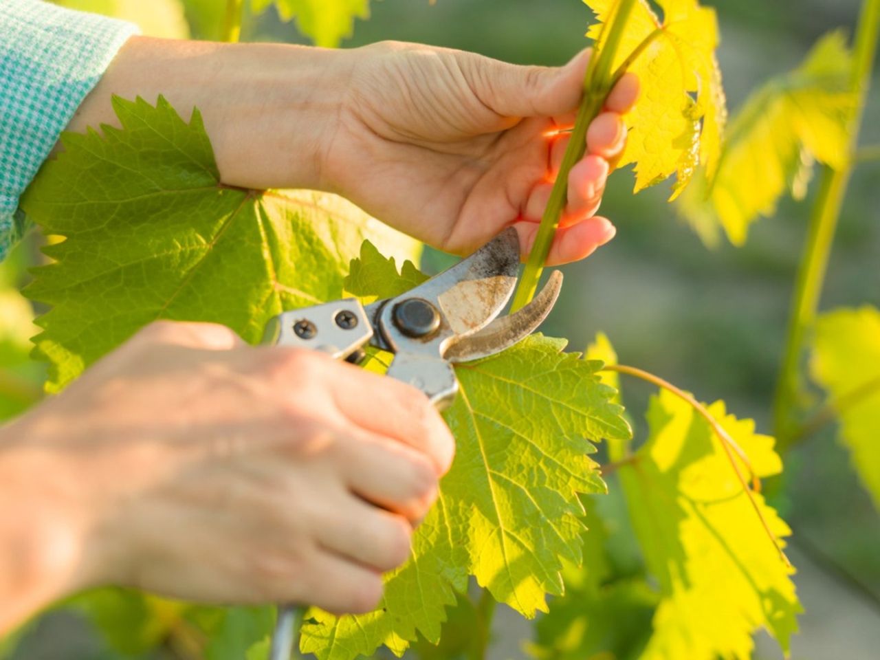 Gardener Pruning A Grapevine