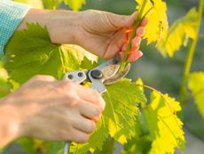 Gardener Pruning A Grapevine