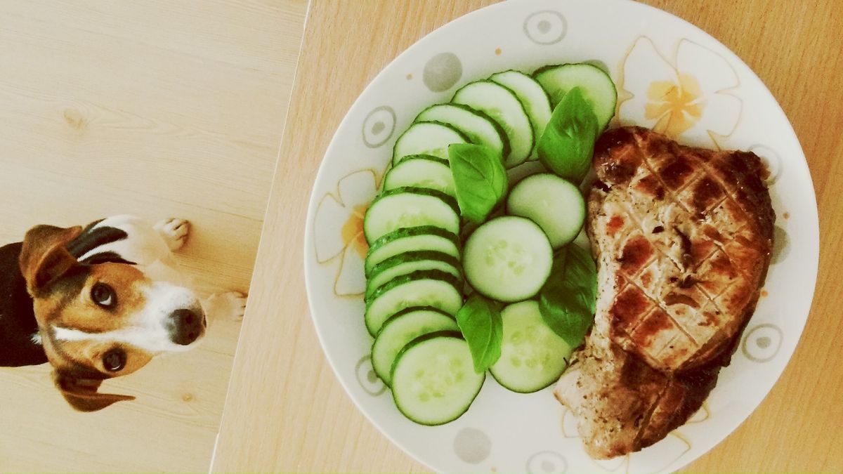 Can dogs eat cucumbers? Dietary advice and feeding tips PetsRadar