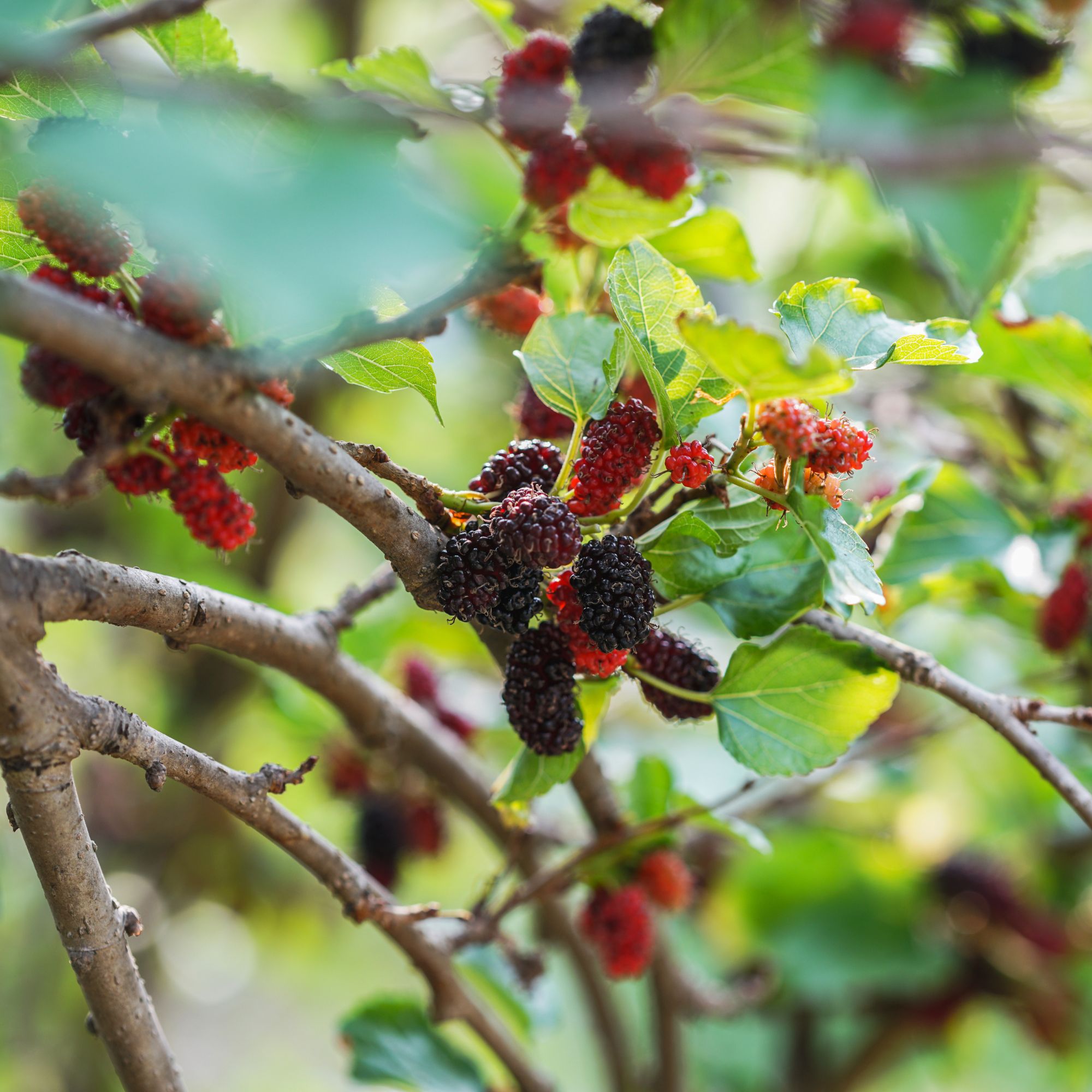 Ripening mulberries on mulberry tree