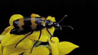 A colorful species of blister beetle (Zonabris flexuosa).