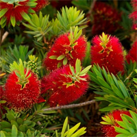 Callistemon citrinus splendens på havearbejde Ekspres