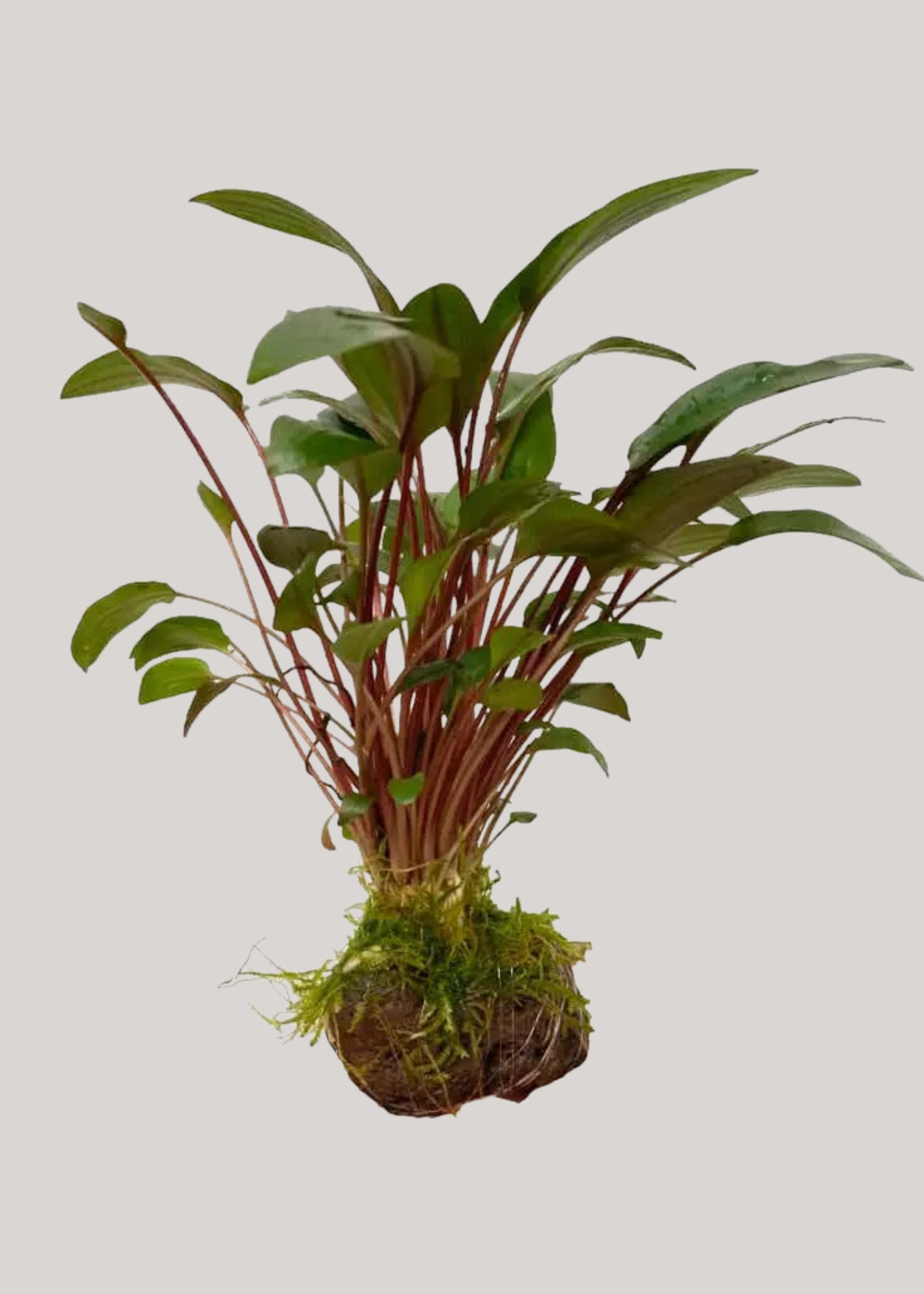 Aqua Essentials, Cryptocoryne With Moss on Lava 