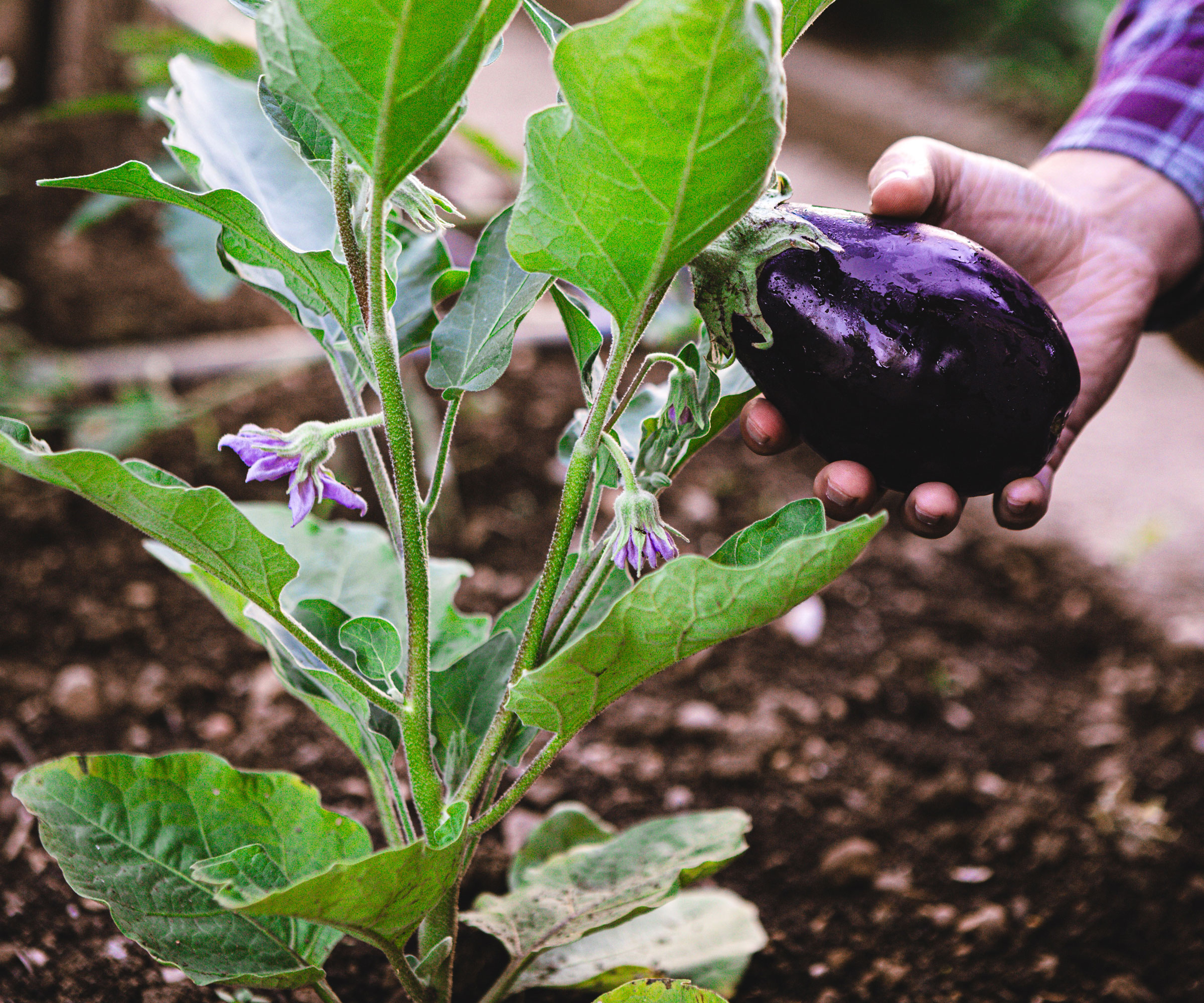 eggplant with purple fruit being harvested by someone with purple shirt