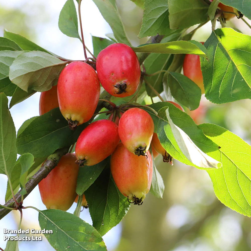 Crab Apple 'john Downie'