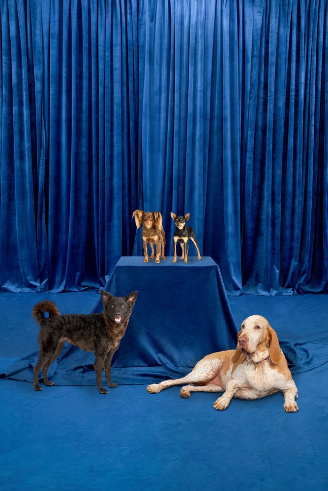Mudi, Russian Toy, Long-Coat variety; Russian Toy, Smooth-Coat variety,Bracco Italiano at the National Dog Show 2022