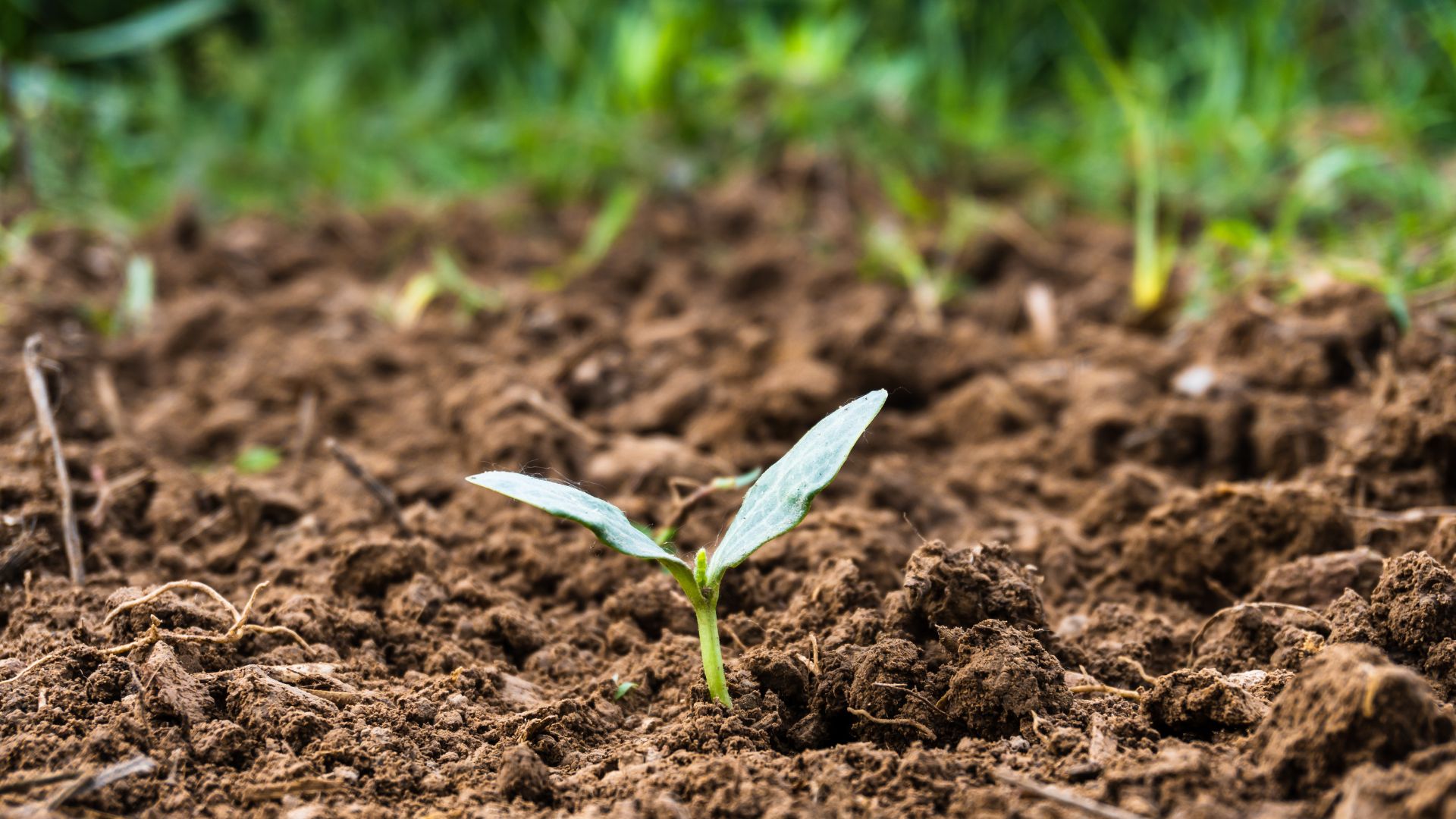 picture of seedling growing out of ground