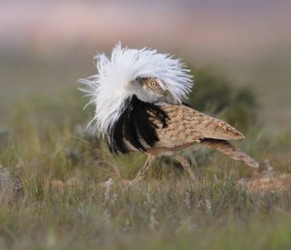 A male houbara bustard displays his white chest feathers in a mating display. A study published Aug. 1 in the journal Ecology Letters finds that male houbara bustards who display most vigorously in their youths pay for it in later life with low sperm counts.