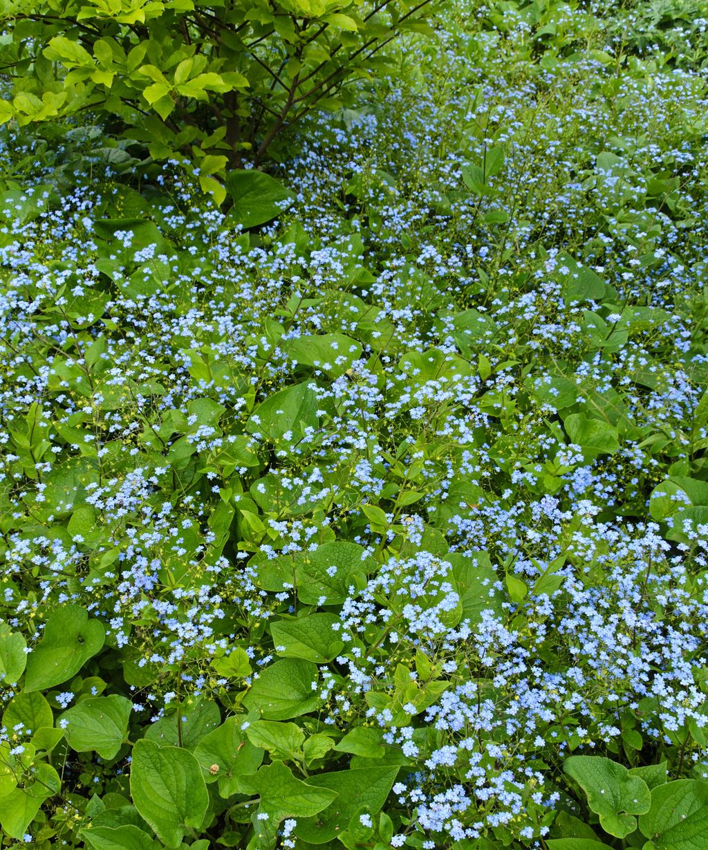 Best plants for under trees 10 shade loving varieties Homes & Gardens