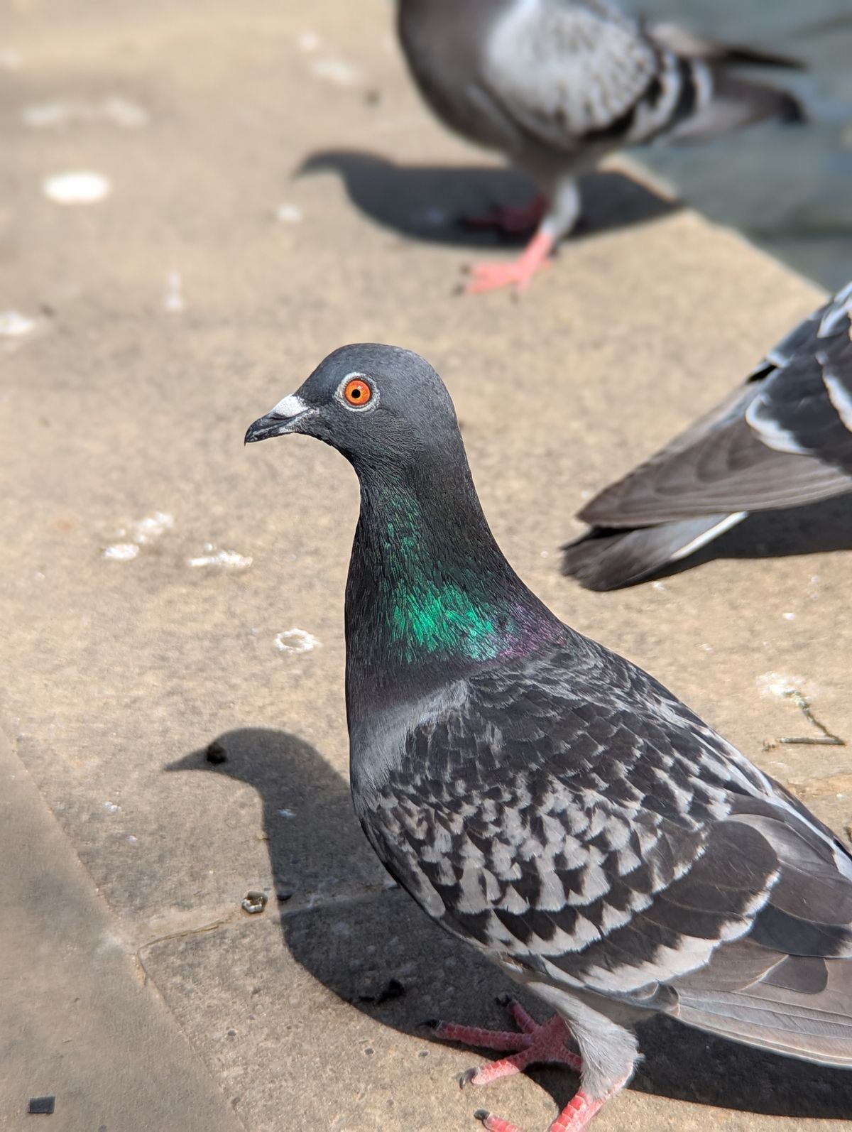 A portrait of a pigeon taken with a Moment Tele 58mm lens attached to a Google Pixel 7 Pro