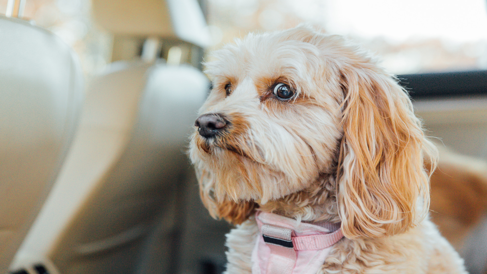 is it ok to use shock collar on puppy