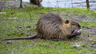 Wet, brown nutria eating on the shore using its front paws to hold food