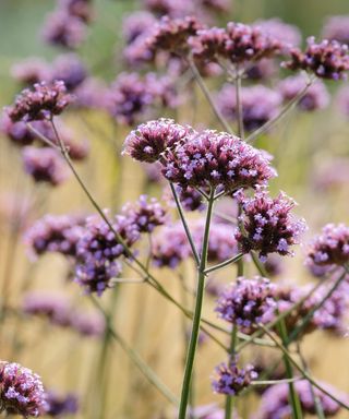 Verbena bonariensis