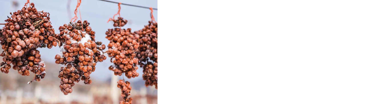 Golden-Icewine-Valley-Vidal-grape-1.jpg