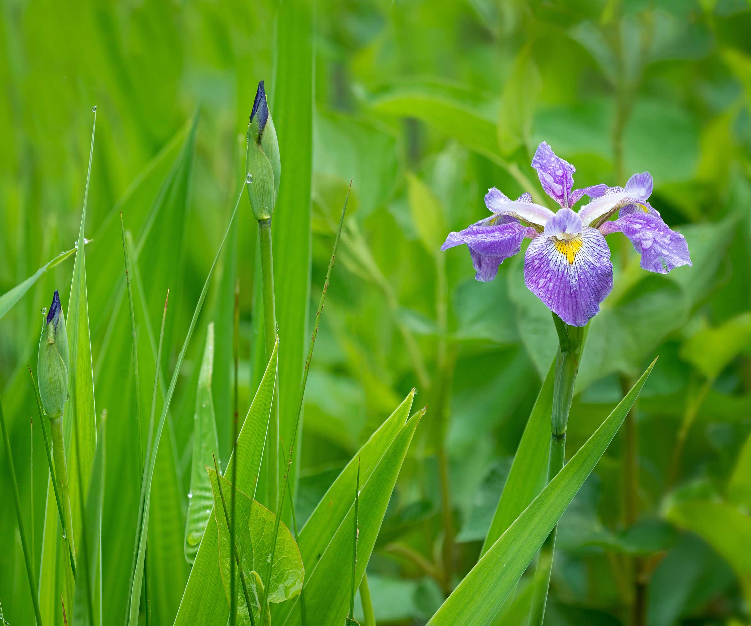 blue flag iris (Iris virginica) on pond edge