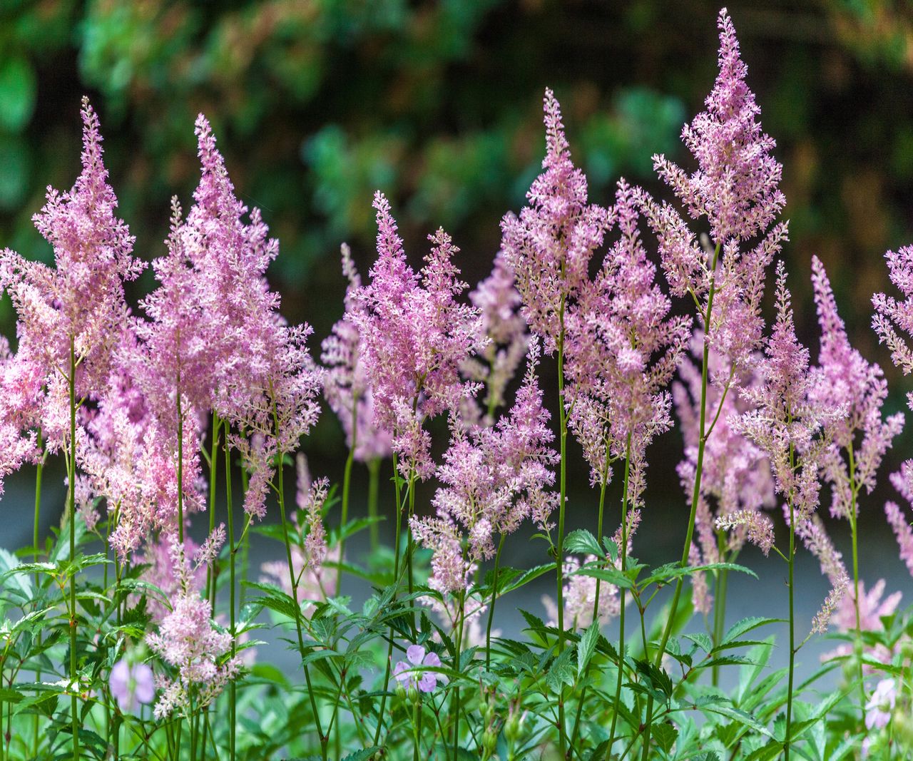 What To Plant With Hydrangeas: 10 Beautiful Companion Plants 