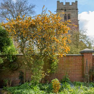 country garden with brick wall and church view