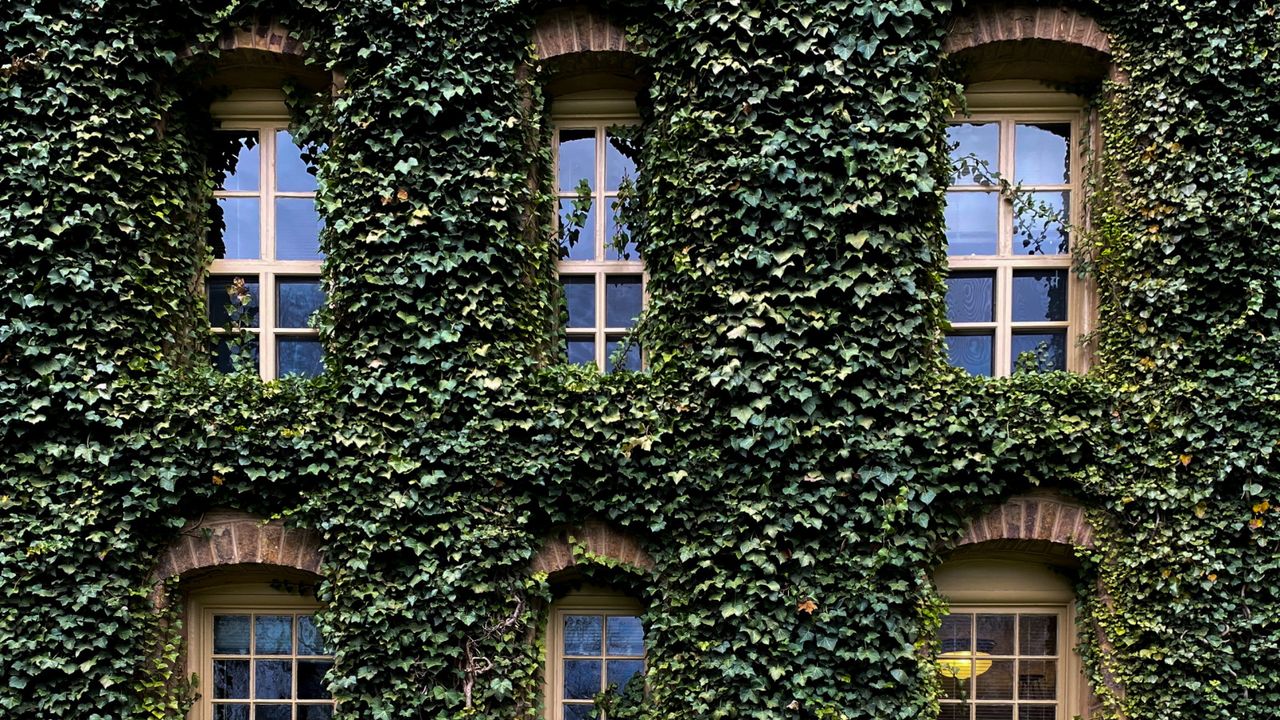 English ivy growing over a house