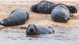 Seals laying on the beach and in the sea