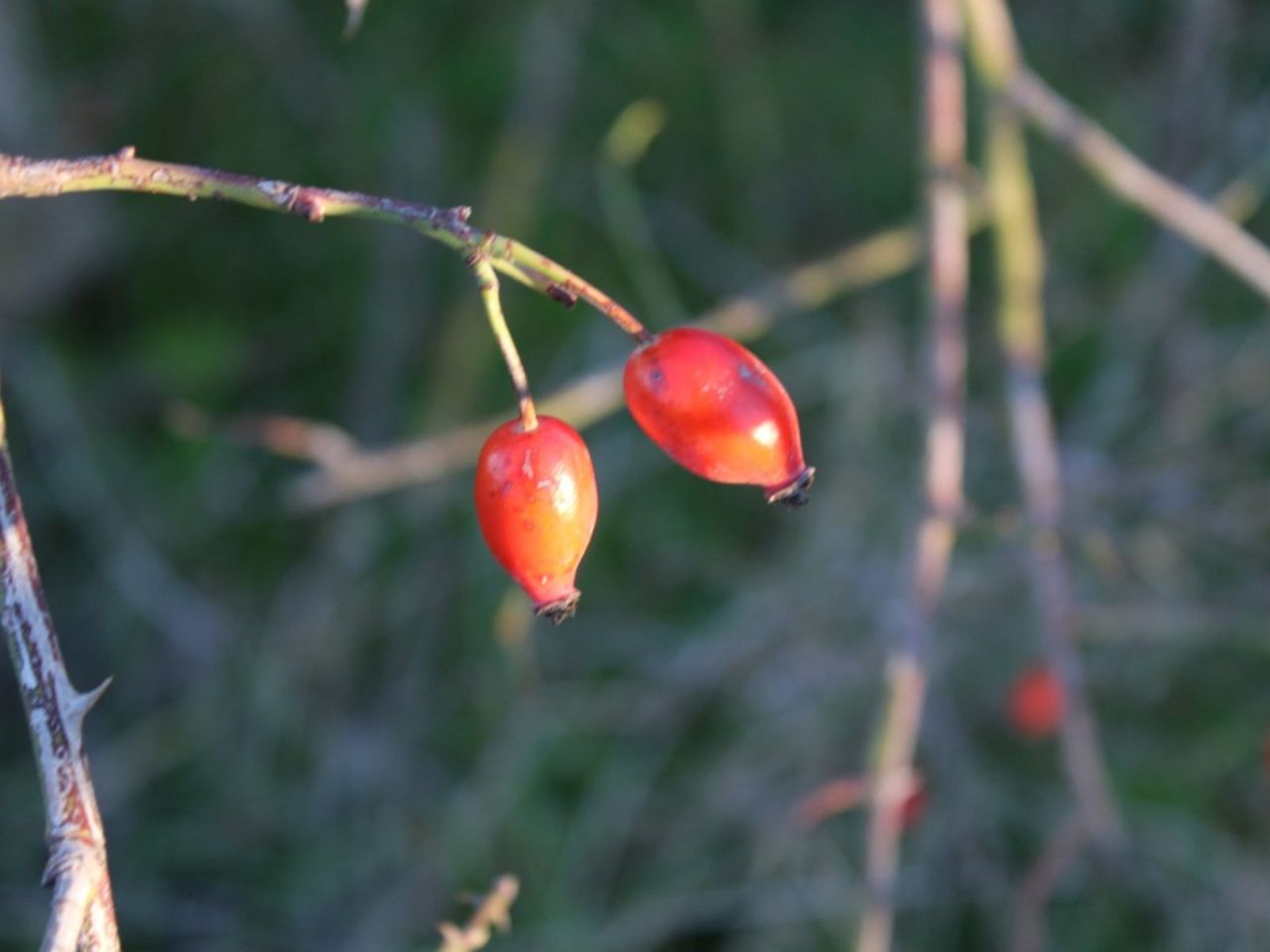 Small Red Rose Seeds On A Rose Bush