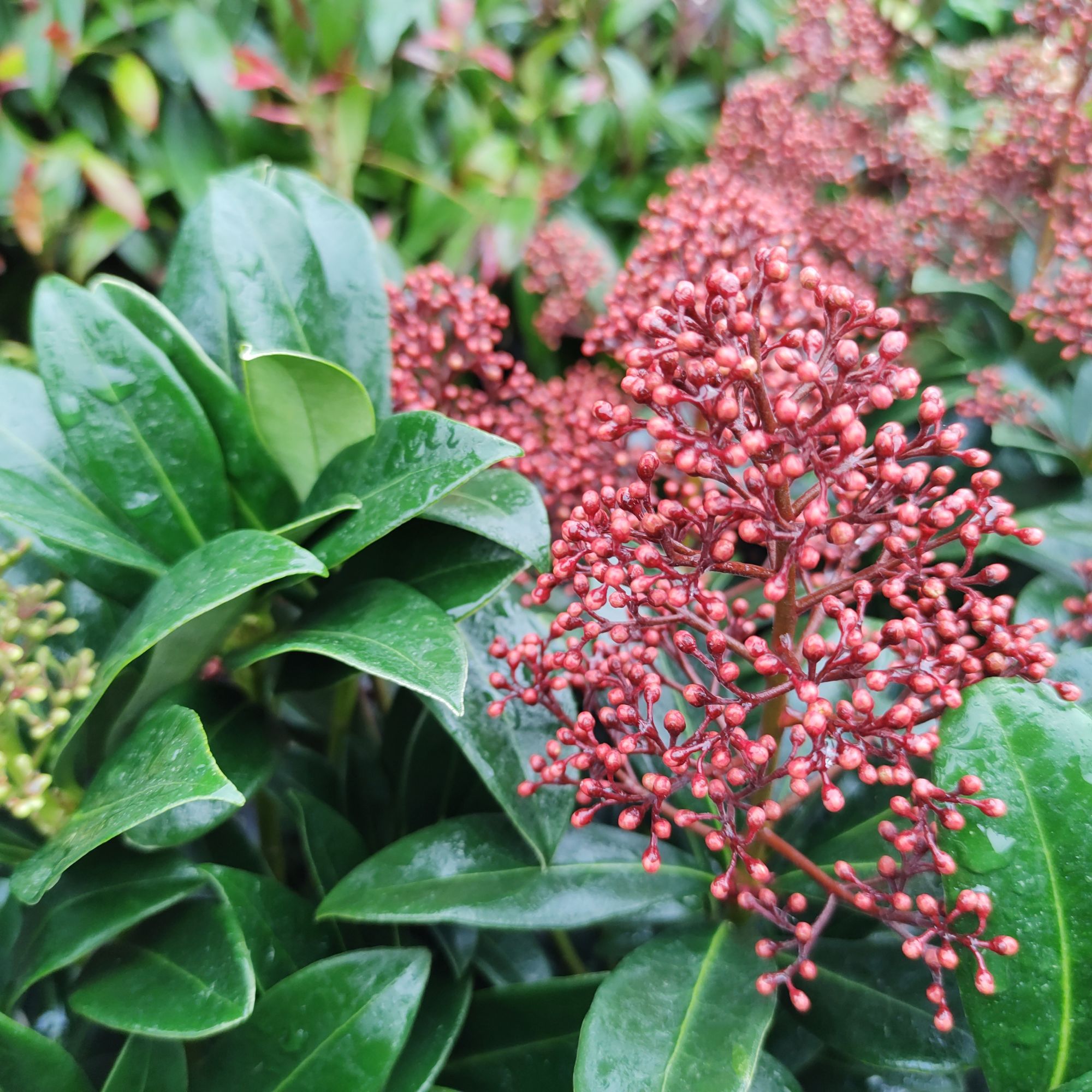 Skimmia japonica &#039;Rubella&#039; shrub