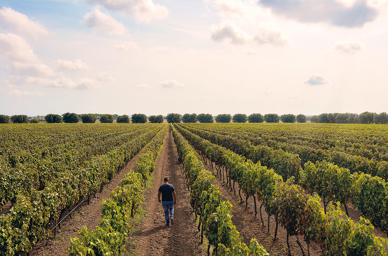 Tinazzi_Puglia_vineyards.jpg