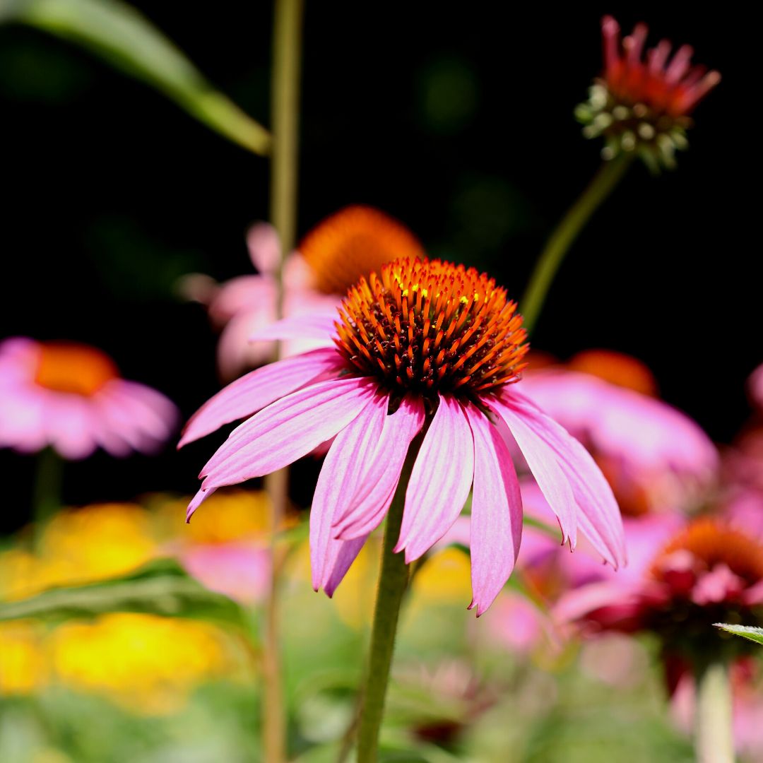 Magnus Purple Coneflower - 1 Quart Pot / Single