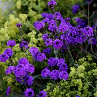 Verbena