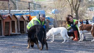 Rescue volunteers playing with dogs