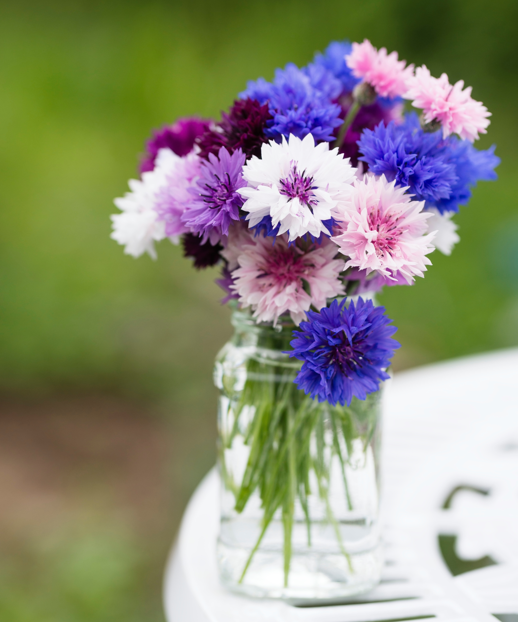 cornflower bachelor's buttons ini jam jar (Centaurea cyanus)