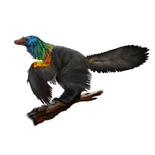 Dinosaur feathers