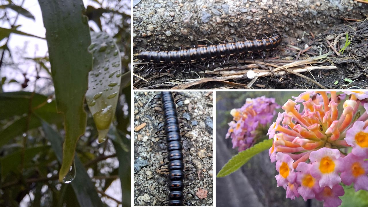 Photos taken using the Galaxy A56's macro lens