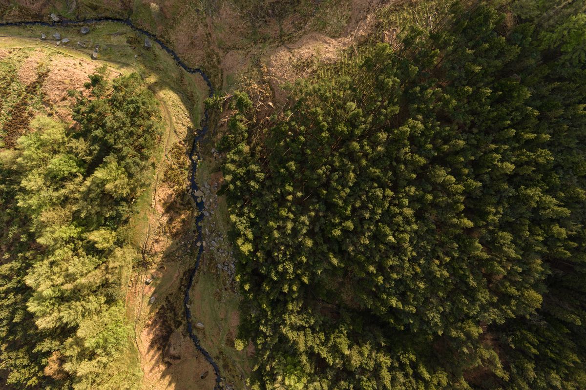 Image taken by the DJI Inspire 3 drone. Here we see an overhead view of a forest.
